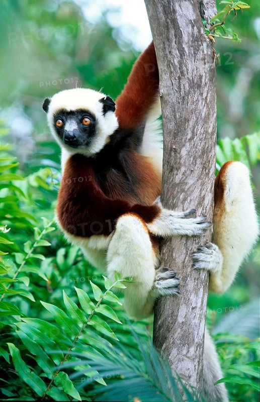 Crown sifaka, Madagascar, Coquerels crown sifaka, Prophitecus verreauxi coquereli, Madagascar, Madagascar, Africa