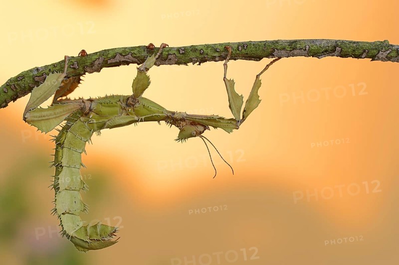 Giant prickly stick insect (Extatosoma tiaratum), female, captive, occurrence in Australia