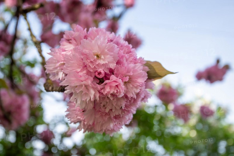 Close-up of pink cherry blossoms against a blurred blue sky, Japanese ornamental cherries, Magdeburg, Saxony-Anhalt, Germany, Europe