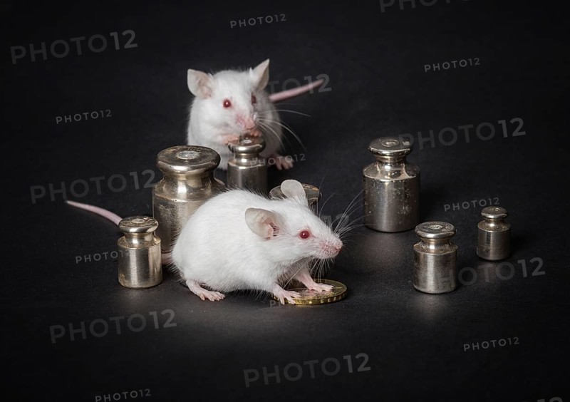 Two small white laboratory mice with weights and coins on a gray background. the concept of economic activity