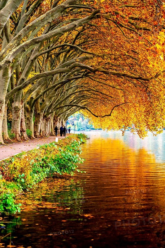 Platanen Allee, Weg am Lake Baldeney, near Haus Scheppen, in Essen, autumn, North Rhine-Westphalia, Germany, Europe