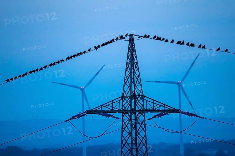 Many birds, rooks, sitting on a high-voltage power line after sunset, wind power plants, Hamm, North Rhine-Westphalia, Germany, Europe