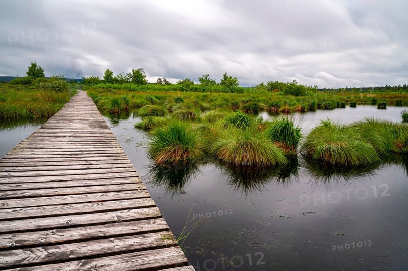 The High Fens, Brackvenn, raised bog, wooden plank hiking trail, in Wallonia, Belgium, on the border with Germany, Europe