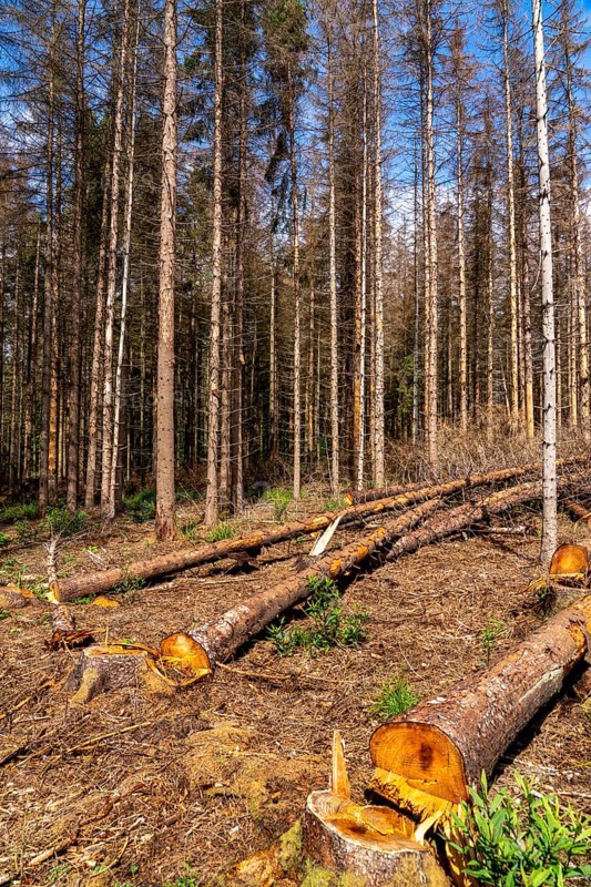 Eifel National Park, Kermeter mountain range, dead spruce trees damaged by the bark beetle, forest dieback, south of Heimbach, North Rhine-Westphalia, Germany, Europe