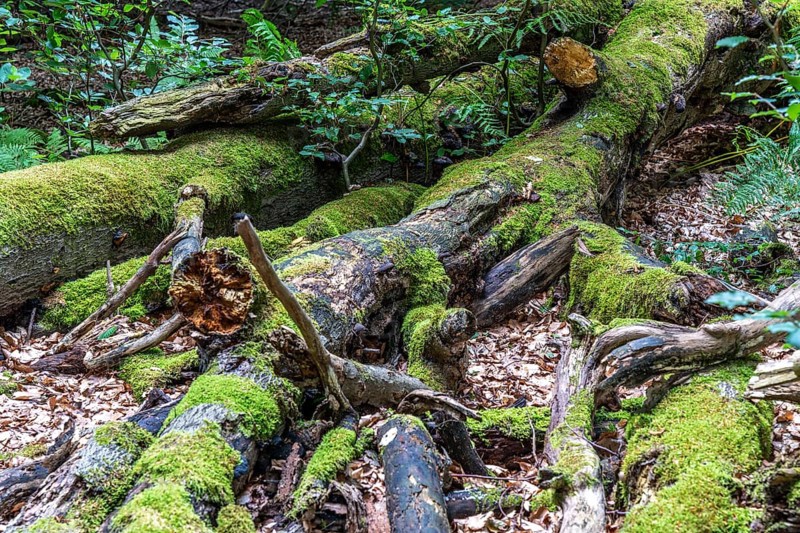 The Sababurg primeval forest, or primeval forest in the Reinhardswald, is a 95-hectare biotope under nature and landscape protection, with trees over 500 years old, hut trees, in the district of Kassel, Hesse, Germany, Europe