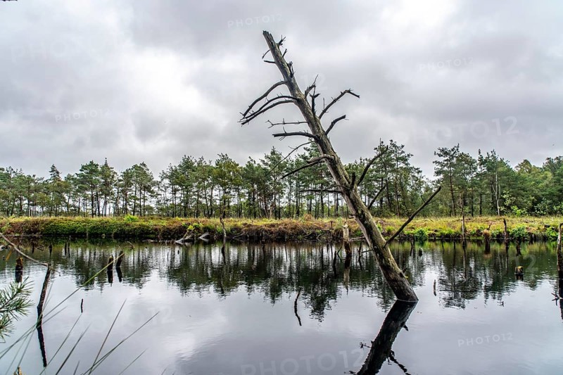 The Pietzmoor, raised bog in the Lüneburg Heath nature reserve, near Schneverdingen, Lower Saxony, Germany, Europe