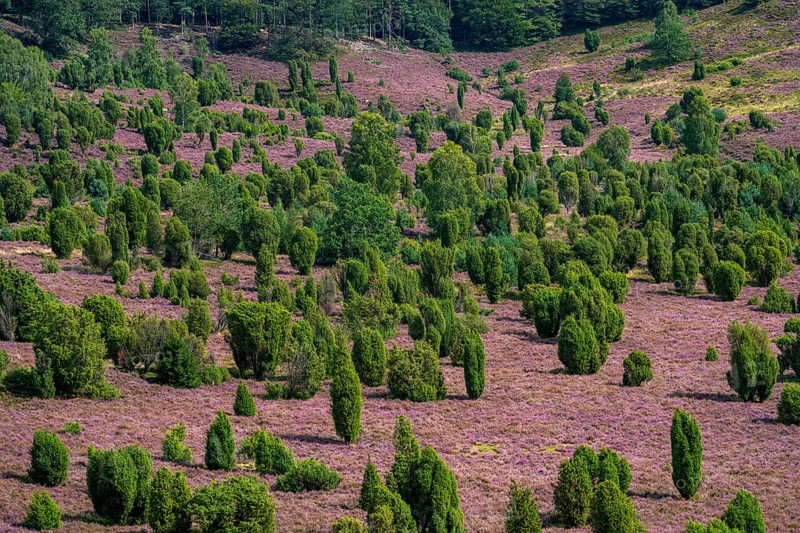 Flowering heath, heather and juniper bushes, in the Totengrund, near the village of Wilsede, in the Lüneburg Heath nature reserve, Lower Saxony, Germany, Europe