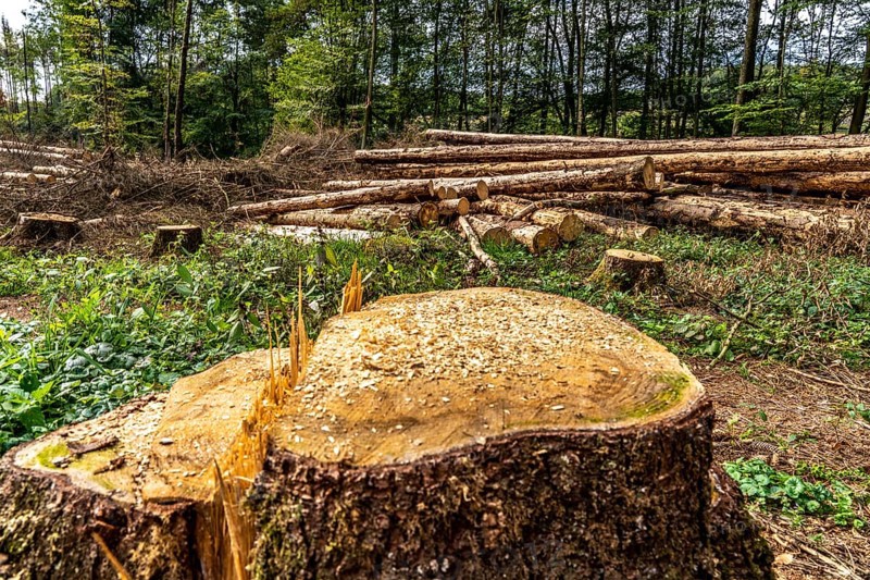 Forest dieback in Arnsberg Forest, northern Sauerland, dead spruce trees, partly cleared forest, felled deadwood, North Rhine-Westphalia, Germany, Europe