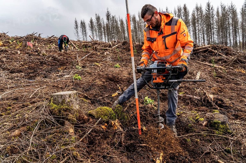 Reforestation in the Arnsberg Forest near Warstein-Sichtigvor, Soest district, forestry workers drill holes in the forest floor to plant young deciduous trees on the site of a spruce forest that had died and been felled due to heavy bark beetle infestation, North Rhine-Westphalia, Germany, Europe