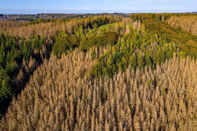 Sauerland, forest dieback, dead spruce trees, caused by the bark beetle, high temperatures, lack of water, climate change, North Rhine-Westphalia, Germany, Europe