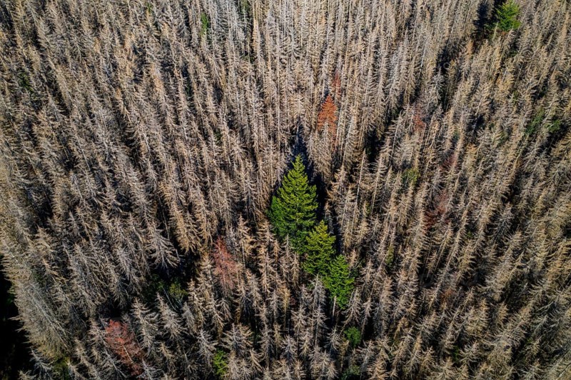 Sauerland, forest dieback, dead spruce trees, caused by the bark beetle, high temperatures, lack of water, climate change, North Rhine-Westphalia, Germany, Europe