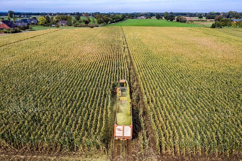 Maize harvest, combine harvester, chopper works its way through a maize field, the silage is pumped directly into a trailer, serves as cattle feed, Lower Rhine, Rees, North Rhine-Westphalia, Germany, Europe