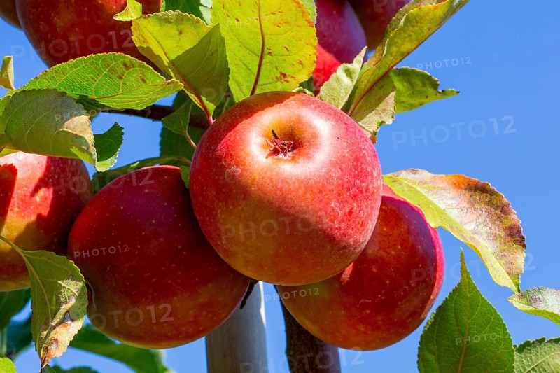 Close-up of apples in an apple field in the Palatinate. The apple trees are Weirouge or the Red Moon apple variety. The purple-coloured blossom is striking. Both are used for the processing of apple juice