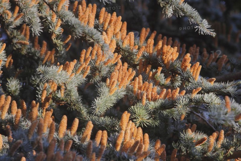 Cedar (Cedrus), North Rhine-Westphalia, Germany, Europe