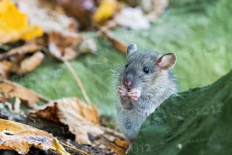 A juvenile Norway rat (Rattus norvegicus) standing attentively on two legs between autumn leaves behind a stone and chewing on something, Hesse, Germany, Europe