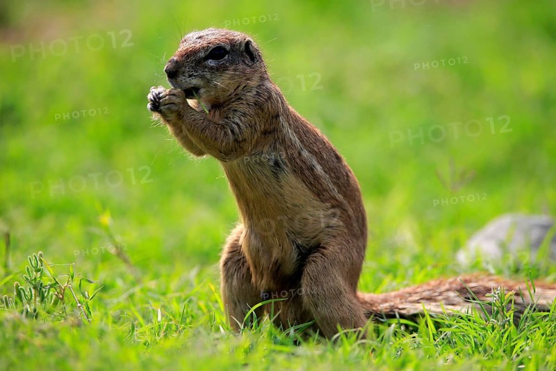 Cape ground squirrel (Xerus inauris), adult, alert, standing upright, feeding, Mountain Zebra National Park, Eastern Cape, South Africa, Africa