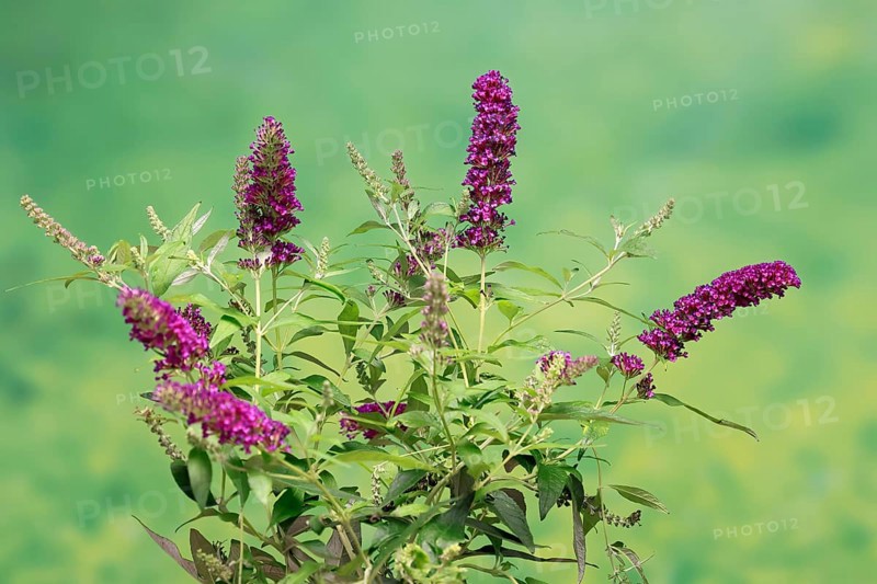 Butterfly-bush (Buddleja davidii), summer lilac, common summer lilac, butterfly bush, lilac spear, flowering, blossom, Elllerstadt, Germany, Europe