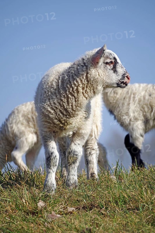 Close-up of a standing lamb in a meadow with blue sky, Elbe dike, Hitzacker, Damnatz, Wendland, Lower Saxony, Germany, Europe