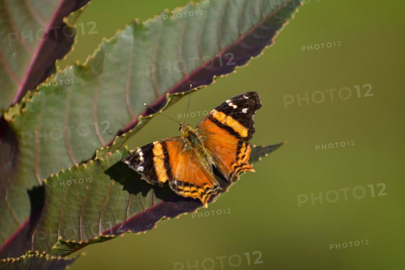 Butterfly of the species Hypanartia bella on leaves of Ricinus communis, seen in Buenos Aires, Argentina, South America