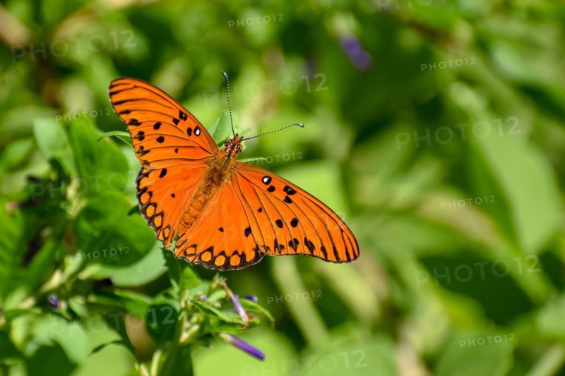 Butterfly of the species Agraulis vanillae, seen in Buenos Aires, Argentina, South America