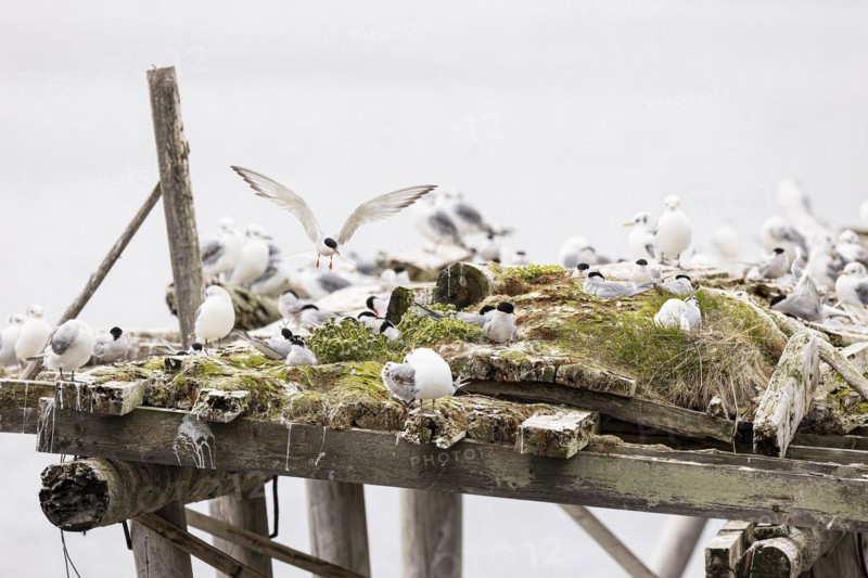 Arctic tern (Sterna paradisaea) in flight over small colony on artificial nesting raft, with kittiwake (Rissa tridactyla) in between, Varanger, Finnmark, Norway, Europe
