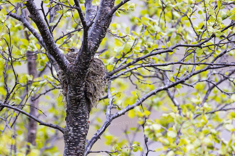 Fieldfare (Turdus pilaris), adult bird with open beak sitting on nest, Varanger, Finnmark, Norway, Europe