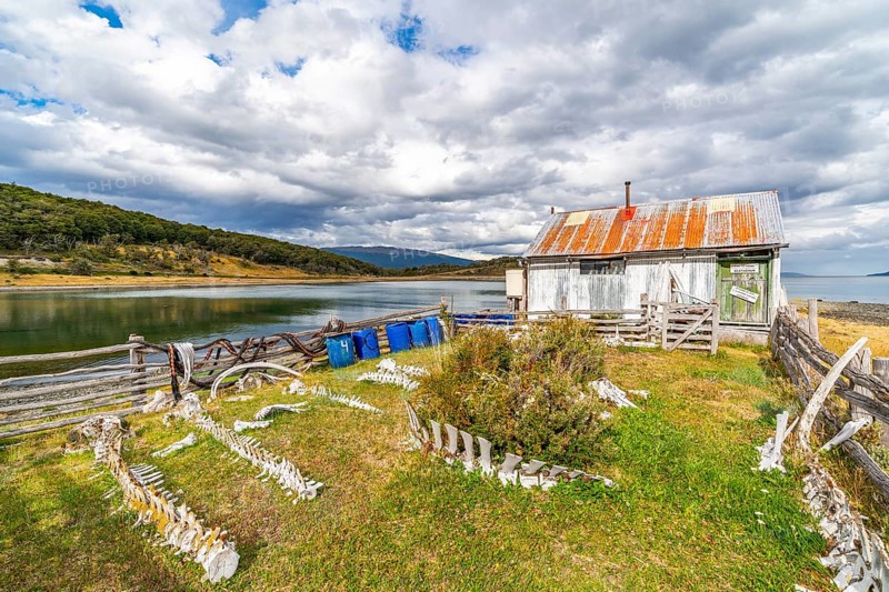 Whale skeletons in front of the House of Bones in the maritime museum in the Estancia Harberton estate of missionary Thomas Bridges, behind the Beagle Channel, Tierra del Fuego Island, Patagonia, Argentina, South America