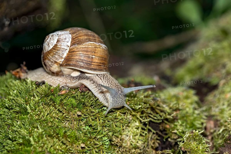 Burgundy snail (Helix pomatia) crawling over moss, Hesse, Germany, Europe