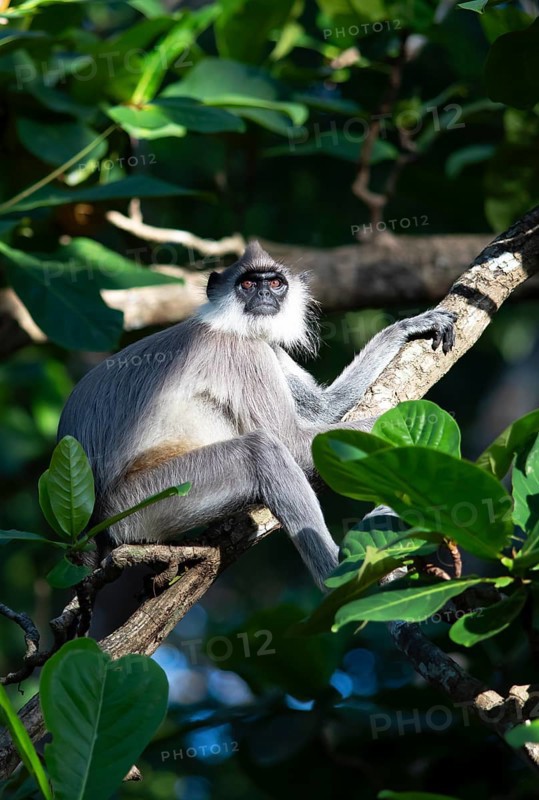 Indian langur (Semnopithecus) on a tree, Habarana, Anuradhapura, North Central Province, Sri Lanka, Asia
