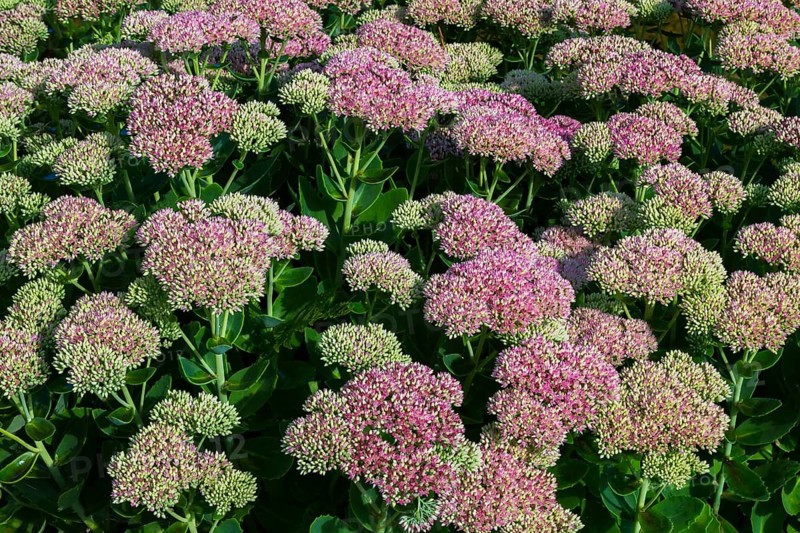 Close-up of Sedum spectabile, Showy Stonecrop in summer, Quebec, Canada, North America