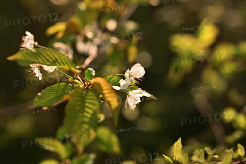 Iserlohn. This year's unusually warm weather in April has already given us a May. Nature exploded in a frenzy of colour. The unusually warm weather in April this year has already given us a May. Nature exploded in a riot of colours