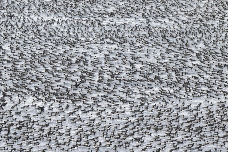 Flock of birds, common guillemots (Uria aalge) swimming in the sea, Hornoya Island, Hornøya, Vardø, Varanger Peninsula, Troms og Finnmark, Norway, Europe