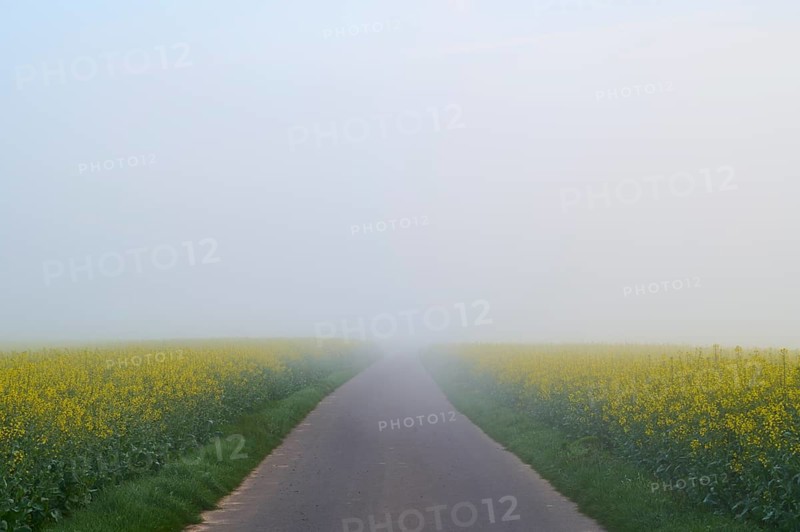 Deserted country road leading through fog-covered yellow rape fields, spring, Großheubach, Miltenberg, Spessart, Germany, Europe
