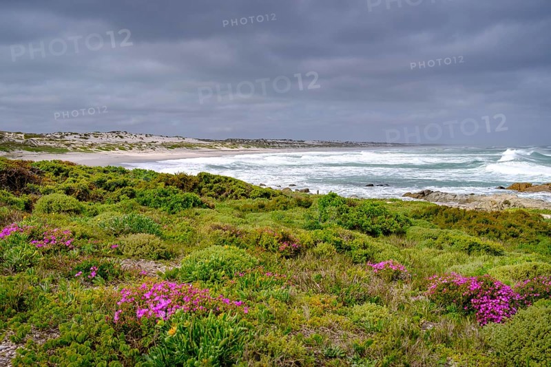 Spring blossom, wildflower bloom at Tsaarsbank beach, Postberg, West Coast National Park, West Coast National Park, Western Cape, South Africa, Africa