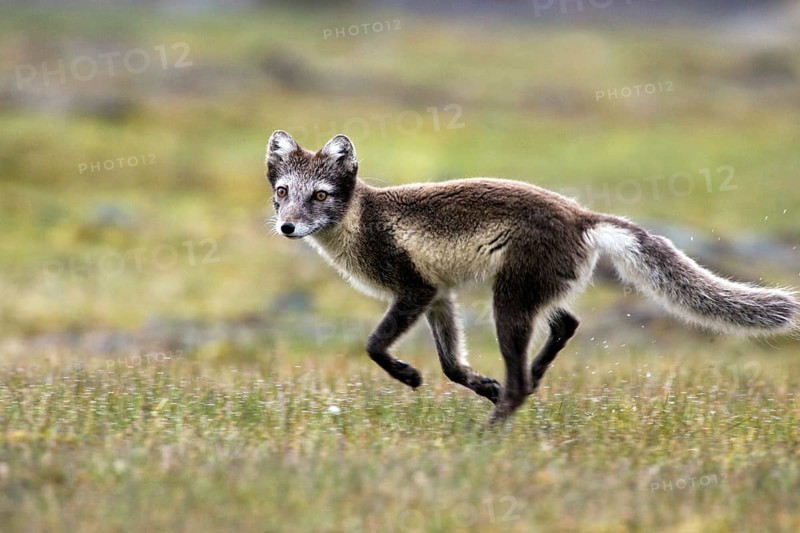 Arctic fox, (Alopex lagopus), summer fur, foraging, young animal, cubs, Svalbard/Spitsbergen, Norway, Europe