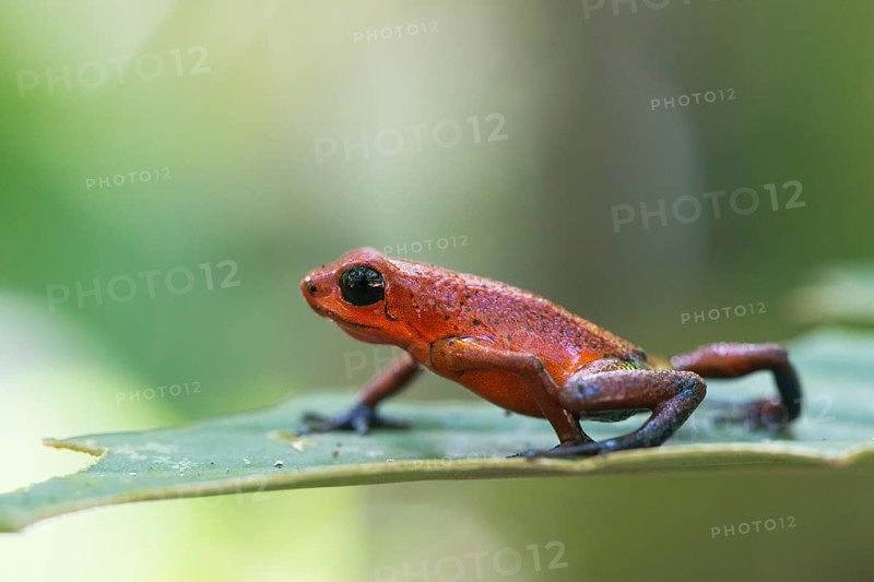 Strawberry frog (Oophaga pumilio), Tortuguera National Park, Costa Rica, Central America