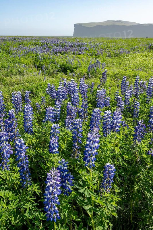 Flowering lupins, Icelandic landscape, Iceland, Europe