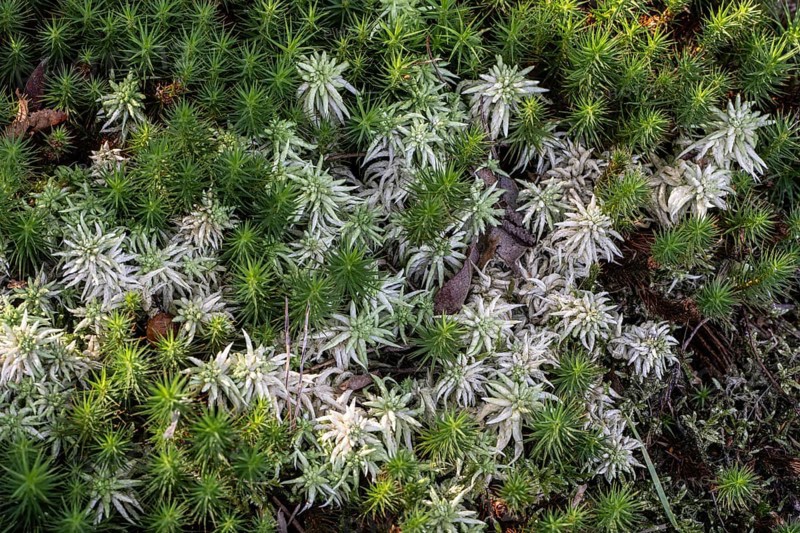 Peat moss (Sphagnum) between common sphagnum moss (Polytrichum commune), Emsland, Lower Saxony, Germany, Europe