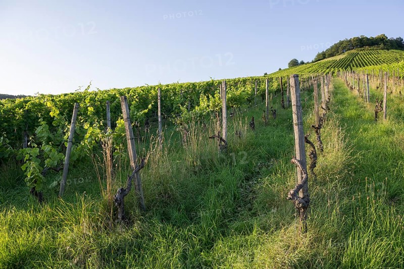 Vineyard at Korber Kopf is grubbed up due to uneconomical conditions, low yield, age, diseases, grubbing up, Korb im Remstal, Baden-Württemberg, Germany, Europe
