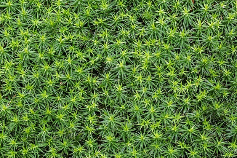 Bank haircap moss, hair moss (Polytrichum formosum) (Polytrichastrum formosum) close-up in spring