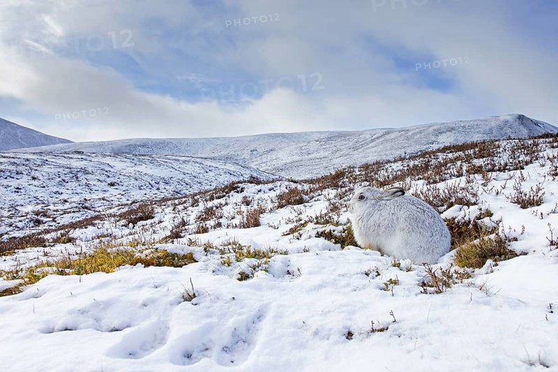 Mountain hare, alpine hare, snow hare (Lepus timidus) in white winter pelage resting in the hills in late winter, Cairngorms National Park, Scotland, United Kingdom, Europe