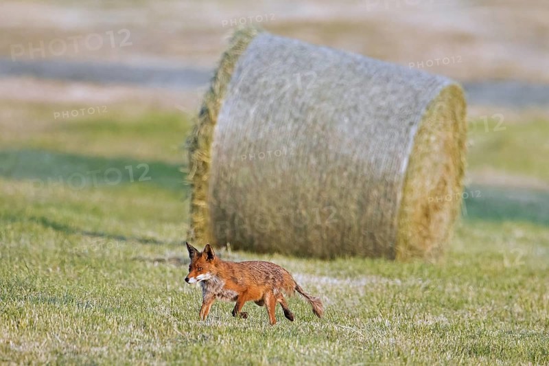 Red fox (Vulpes vulpes) showing early stage of mange infection, hunting in freshly mowed meadow, cut grassland with round hay bales in summer