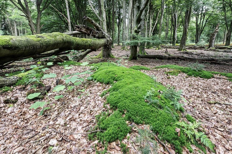 Moss cushion (Polytrichum formosum) in beech forest (Fagus sylvatica), Emsland, Lower Saxony, Germany, Europe