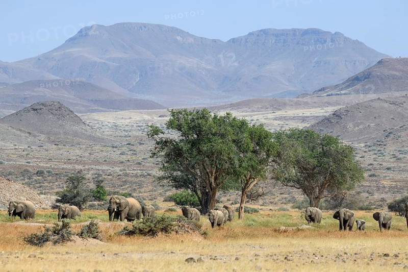 Desert elephants (Loxodonta africana) in the Huab dry river, Damaraland, Kunene region, Namibia, Africa