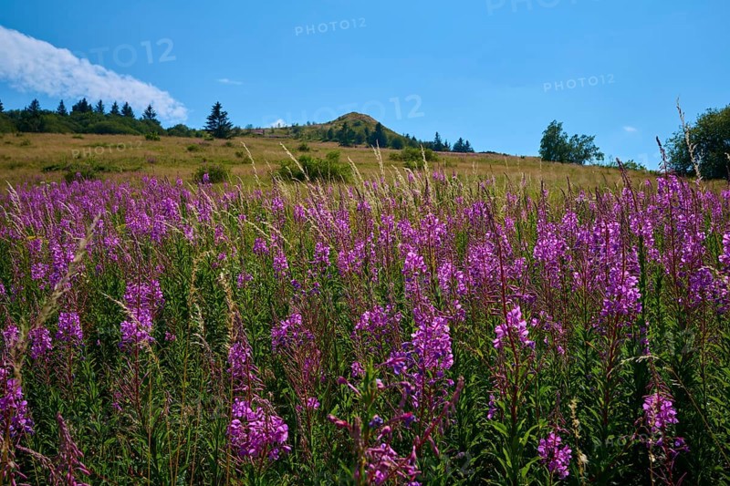 Blooming sally (Epilobium angustifolium), meadow in front of a hill under a clear sky, Abtsroder Kuppe, Abtsroda, Wasserkuppe, Rhön, Hesse, Germany, Europe