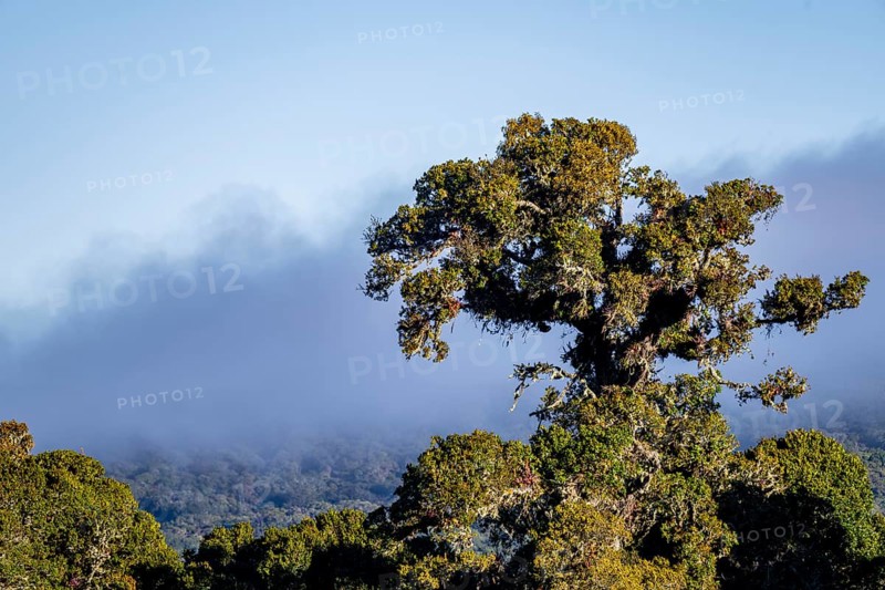 Tree in the cloud forest, mountain rainforest, Parque Nacional Los Quetzales, Costa Rica, Central America