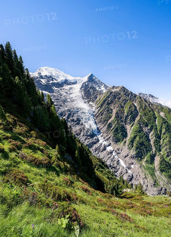 Mountain landscape with alpine roses, view of glacier Glacier de Taconnaz, Chamonix, Haute-Savoie, France, Europe