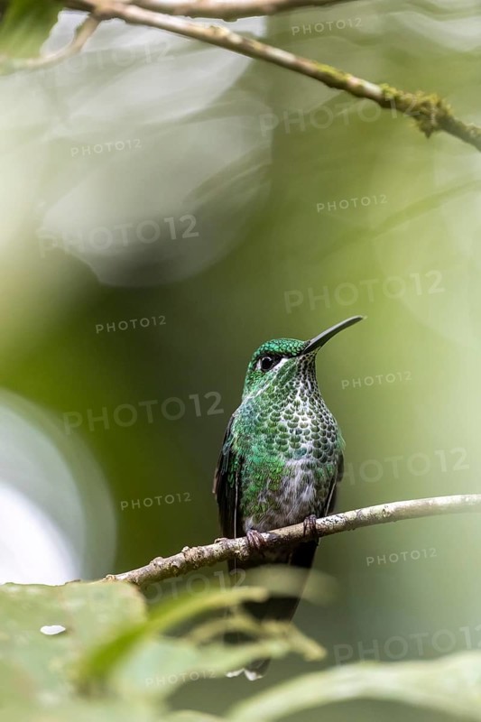 Green-crowned brilliant (Heliodoxa jacula), adult female sitting on a branch, Monteverde Cloud Forest, Monte Verde, Costa Rica, Central America