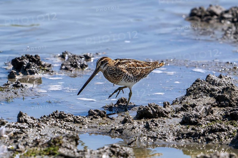 Common snipe (Gallinago gallinago) foraging in shallow water by probing soft mud at mudflat along the North Sea coast in summer