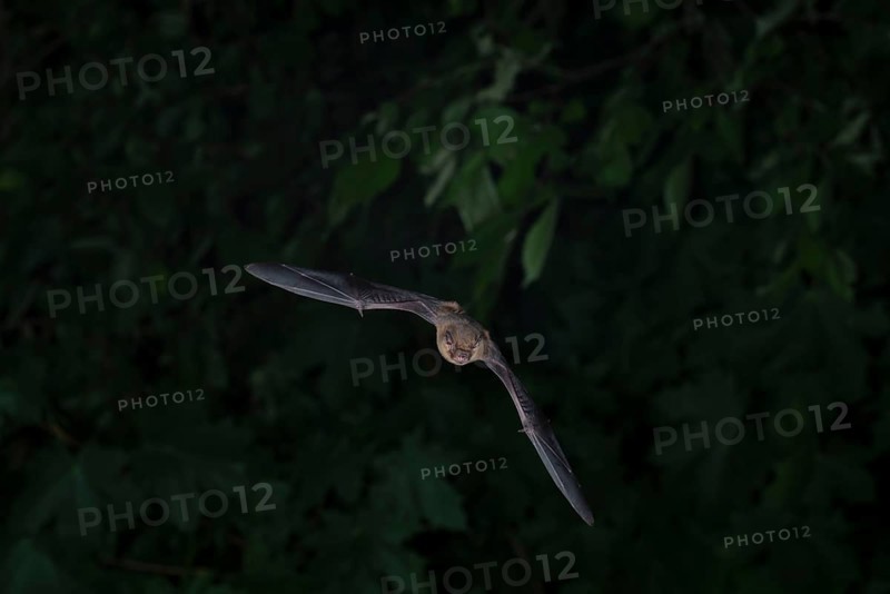 Common pipistrelle (Pipistrellus pipistrellus) hunting insects in front of deciduous forest, Brandenburg, Germany, Europe